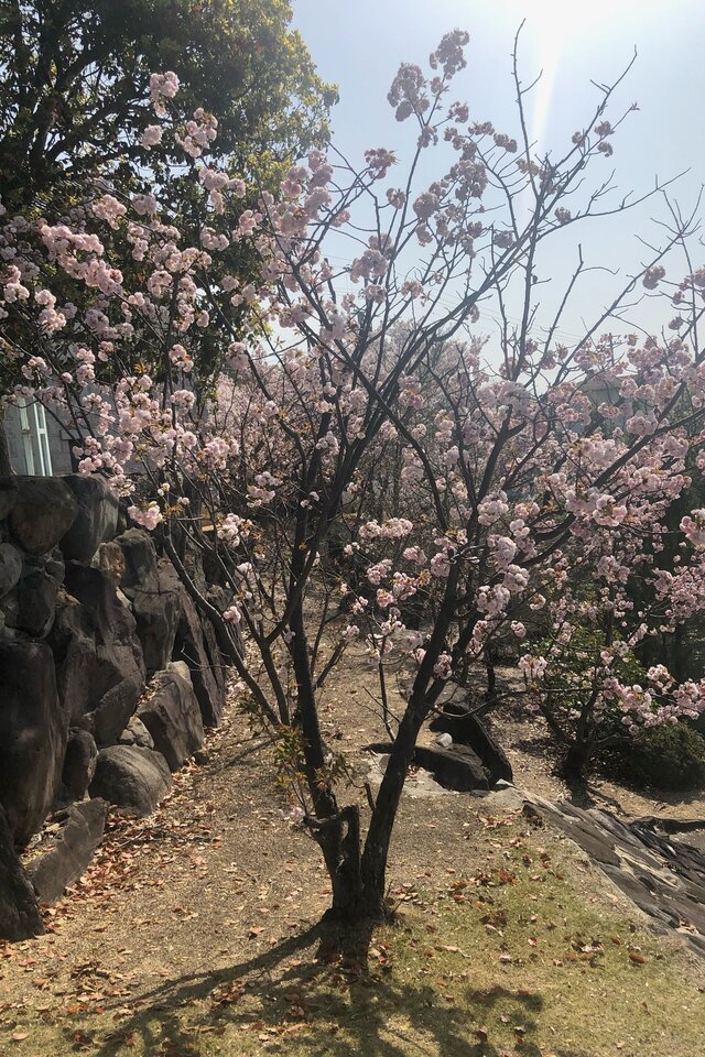 第53番本覚寺の八十八桜「ボタン(牡丹)」が見頃を迎えています。