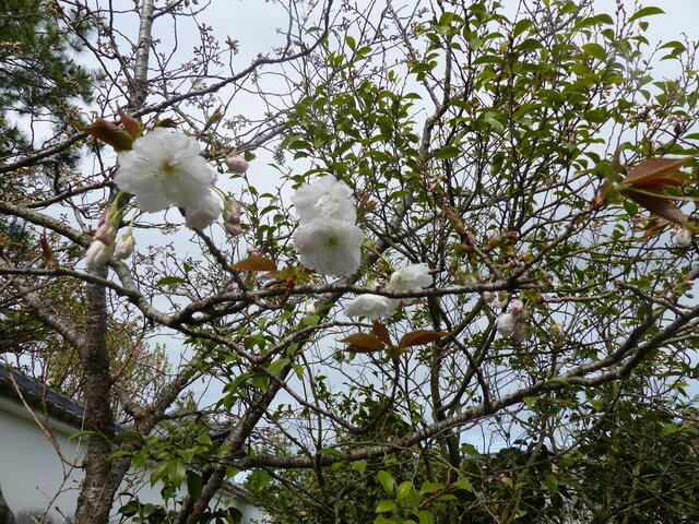 第６６番等空庵の八十八桜「ナラノヤエザクラ(奈良八重桜)」が見頃を迎えています。