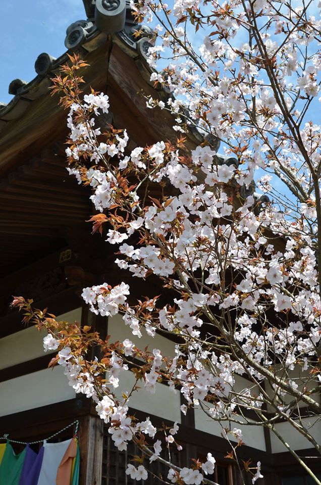 小豆島霊場の桜