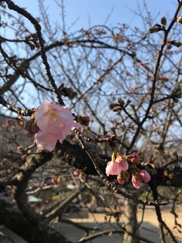 第8番常光寺の「ジョウコウジザクラ(常光寺桜)」が開花しました。