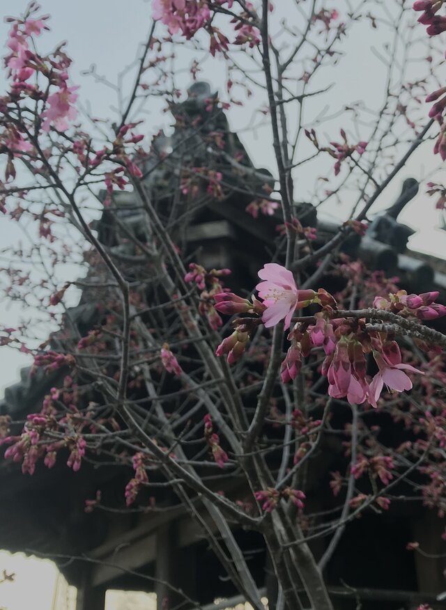 第40番保安寺の八十八桜「フジザクラ(富士桜)」が開花しました。