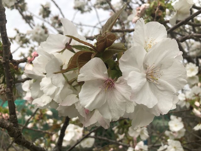 第85番本地堂の八十八桜「タイハク(太白)」が見頃を迎えています。