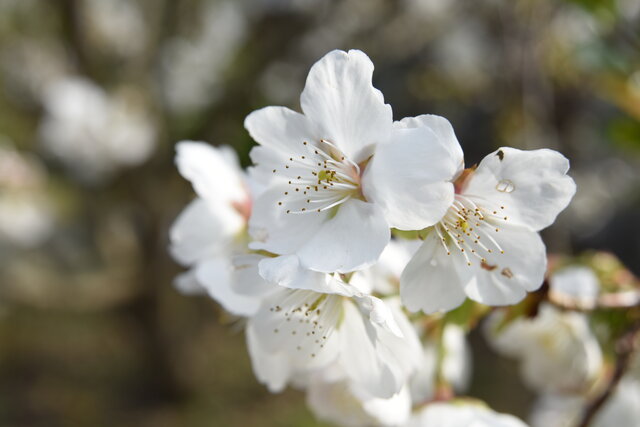 第71番滝宮堂の八十八桜「コトヒラ(琴平)」が五分咲きとなっています。
