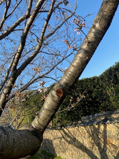 第22番峯山庵の八十八桜「アマタマ桜(雨玉桜)」が開花しました。