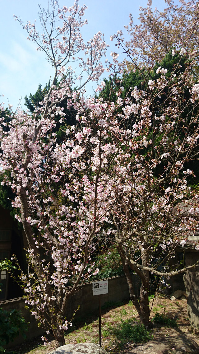 第30番誓願寺の八十八桜「せんしゅう(千秋)」が見頃を迎えています。