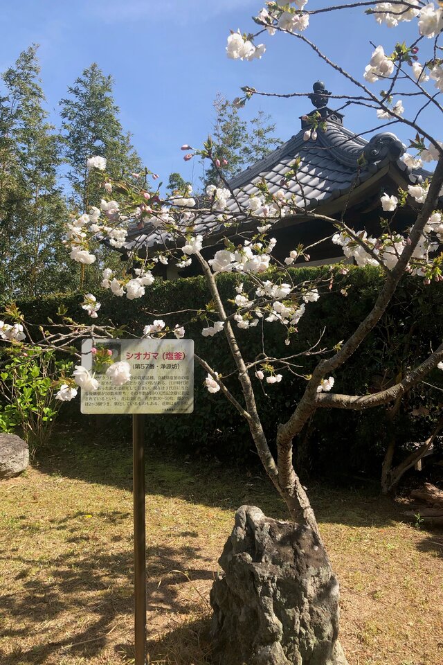 第５７番浄源坊の八十八桜「シオガマ(塩釜)」が見頃を迎えています。