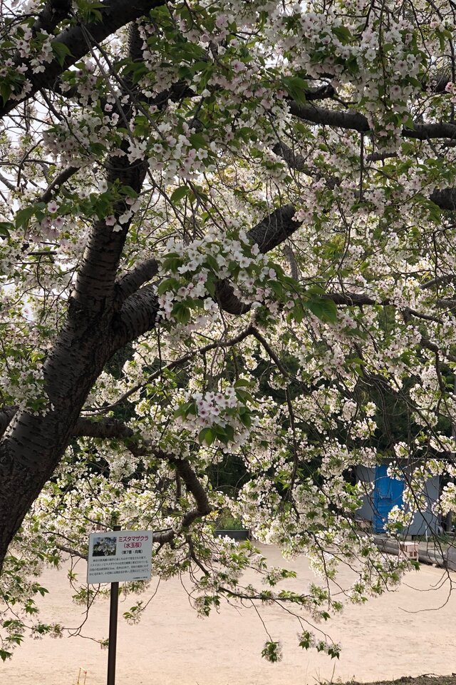 第７番向庵の八十八桜「ミズタマザクラ(水玉桜)」が見頃を迎えています。