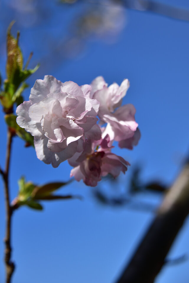 第41番佛谷山の八十八桜「ヤエアケボノ(八重曙)」が見頃を迎えています。