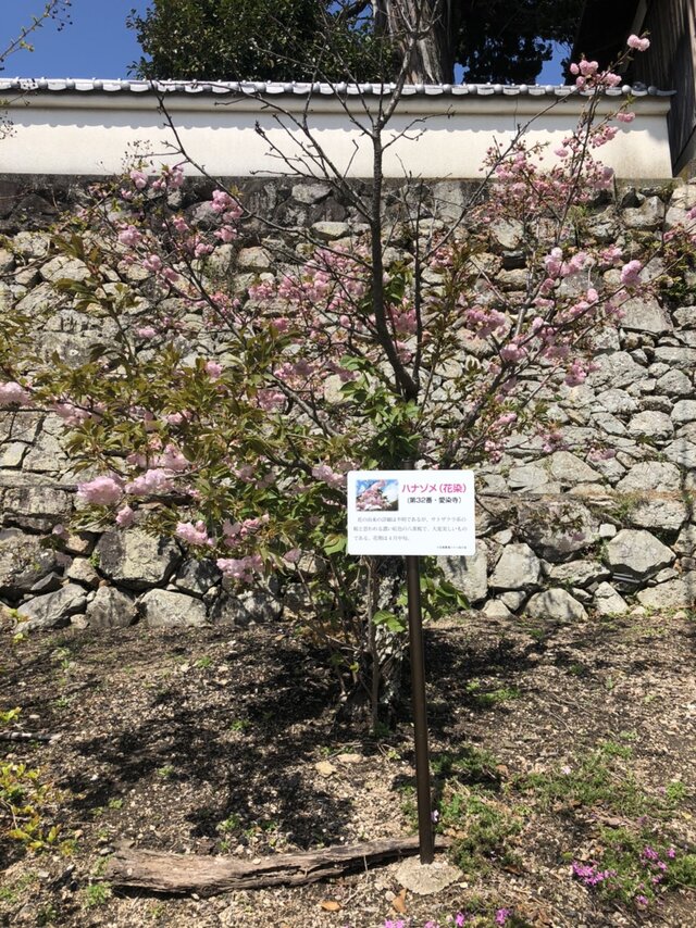 第32番愛染寺の八十八桜「ハナゾメ(花染)」が見頃を迎えています。