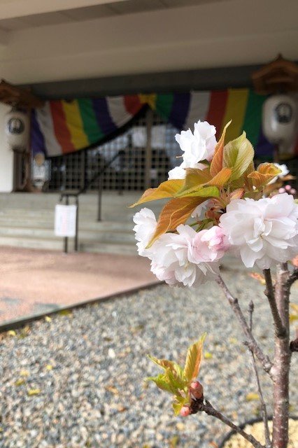 第72滝湖寺の八十八桜「市原虎の尾」が開花しています。