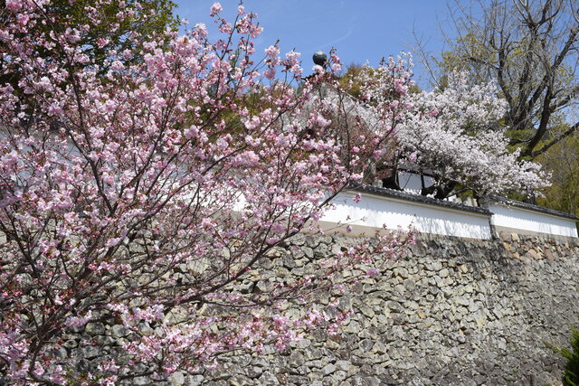 第40番保安寺　数種類の桜が満開になっています。