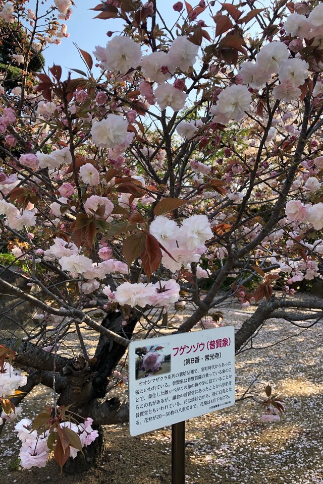 第８番常光寺の八十八桜「フゲンゾウ(普賢象)」が見頃を迎えています。