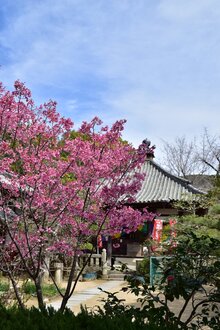 第４０番保安寺の「早春桜」が満開です。